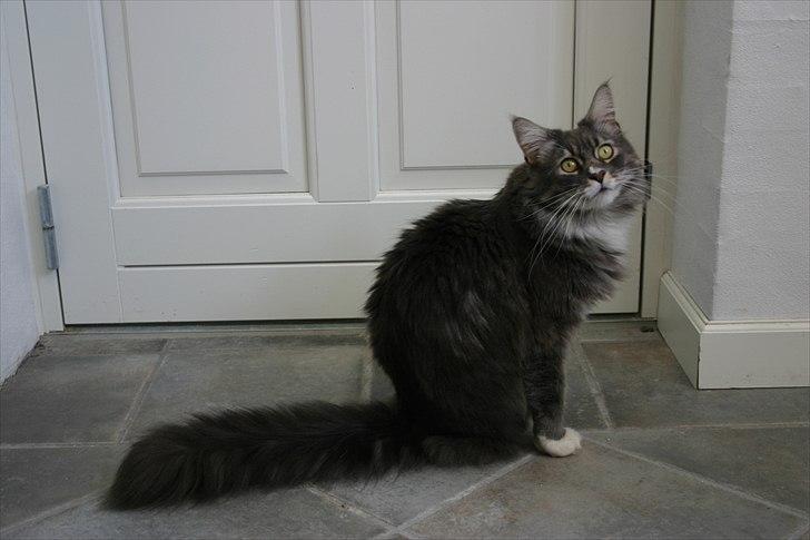 Maine Coon Arnold billede 7