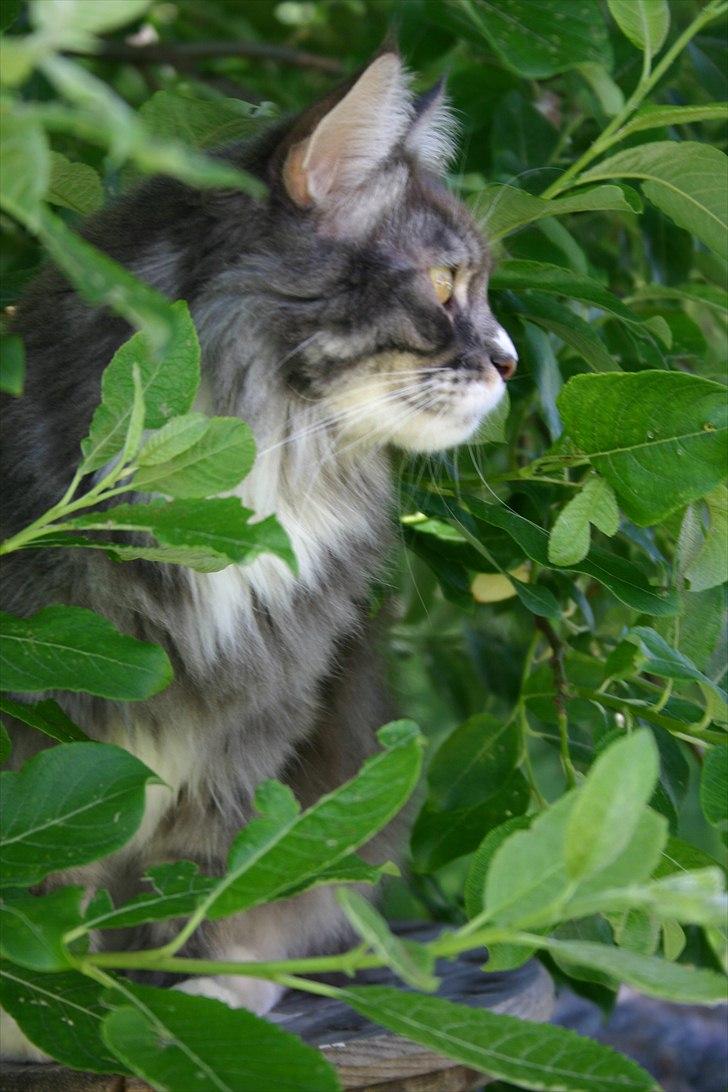 Maine Coon Arnold billede 8