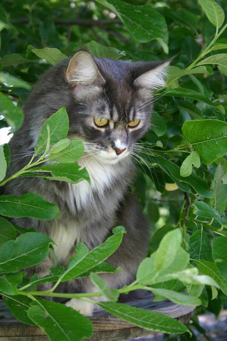 Maine Coon Arnold billede 9