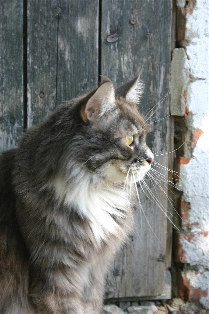 Maine Coon Arnold billede 11