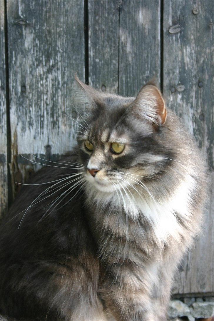 Maine Coon Arnold billede 12