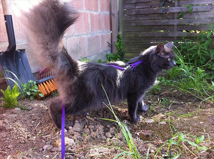 Blanding af racer Cleopatra - missemor poserer lige for at vise sin fine hale :)  billede 8