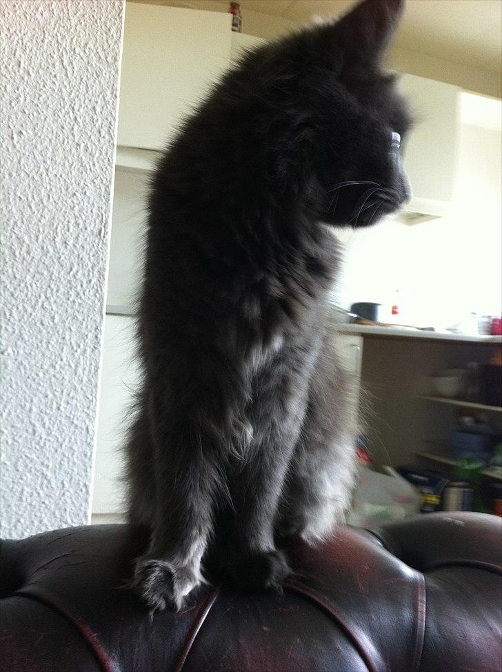 Blanding af racer Cleopatra billede 9