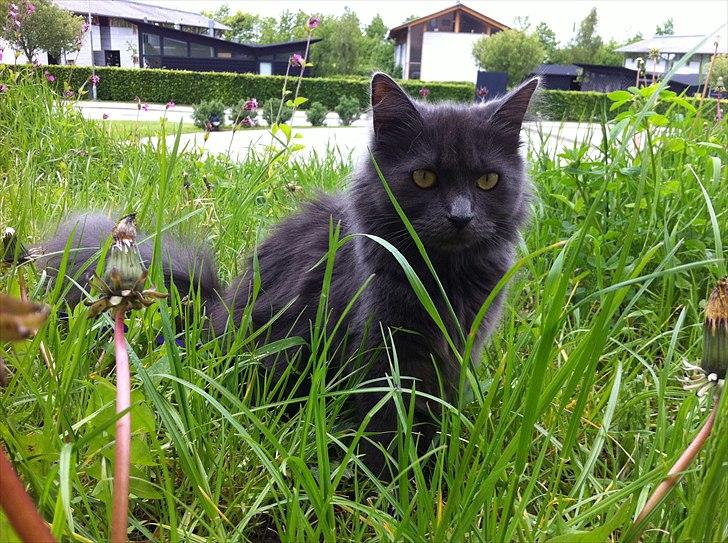 Blanding af racer Cleopatra billede 10