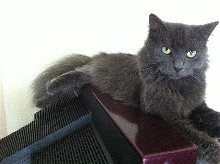 Blanding af racer Cleopatra - yndlingsplads :) på tv'et :) billede 11