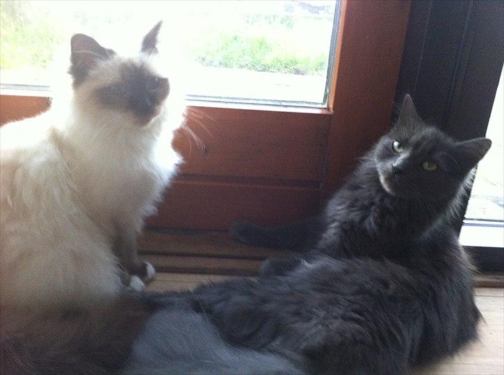 Blanding af racer Cleopatra - ligger og tigger for at komme udenfor :) billede 12