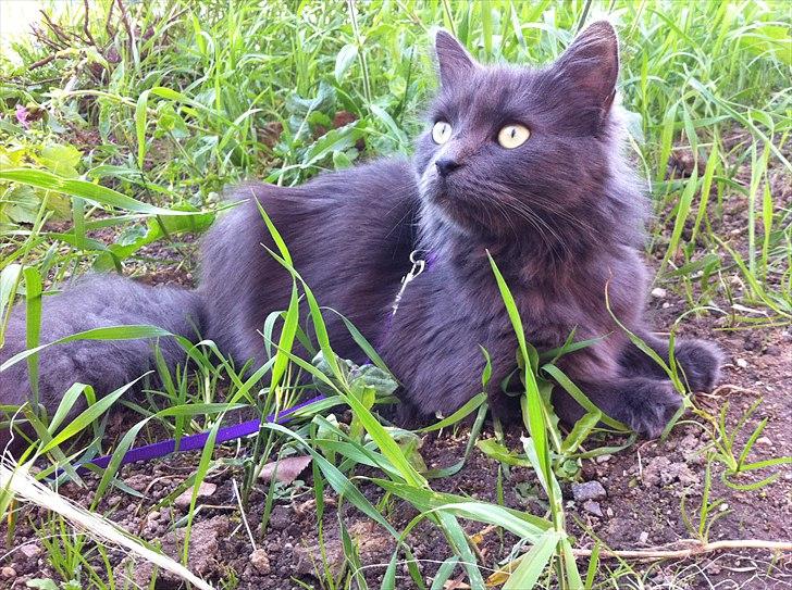 Blanding af racer Cleopatra - nyder haven :) billede 2