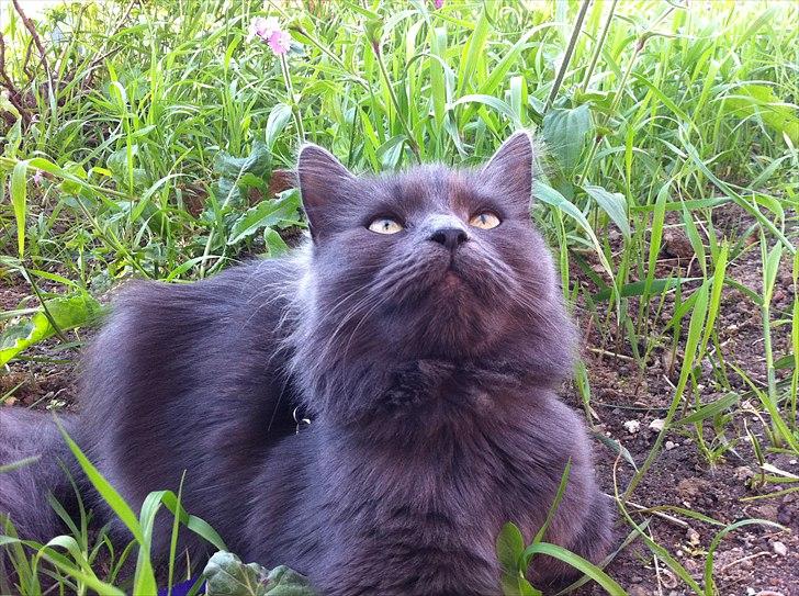 Blanding af racer Cleopatra - fugle :) billede 13