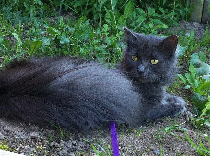 Blanding af racer Cleopatra billede 15