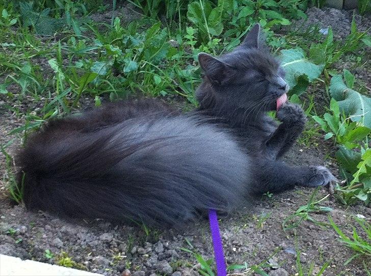 Blanding af racer Cleopatra billede 16