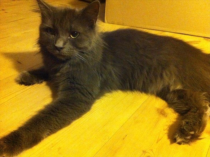 Blanding af racer Cleopatra billede 17