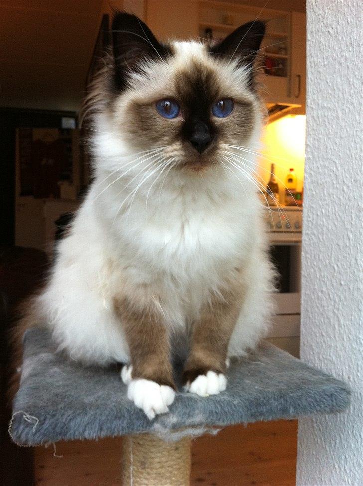 Hellig Birma Gaius Julius Caesar - 9 måneder. billede 6