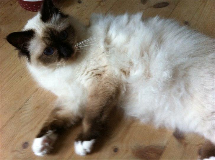 Hellig Birma Gaius Julius Caesar billede 7