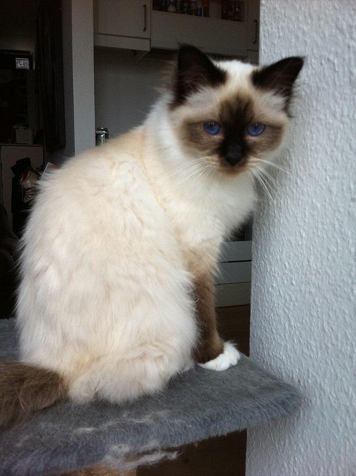 Hellig Birma Gaius Julius Caesar billede 9