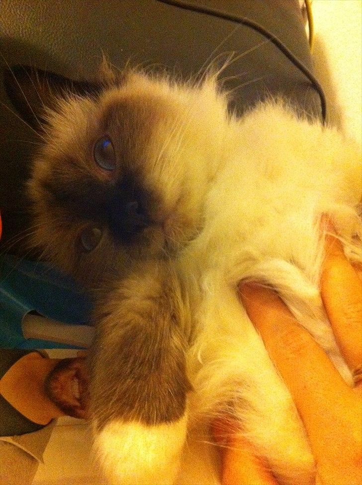 Hellig Birma Gaius Julius Caesar - ligger ved siden af mig mens jeg læser til eksamen :) hygge billede 10