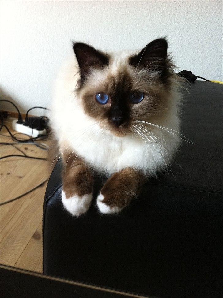 Hellig Birma Gaius Julius Caesar billede 11