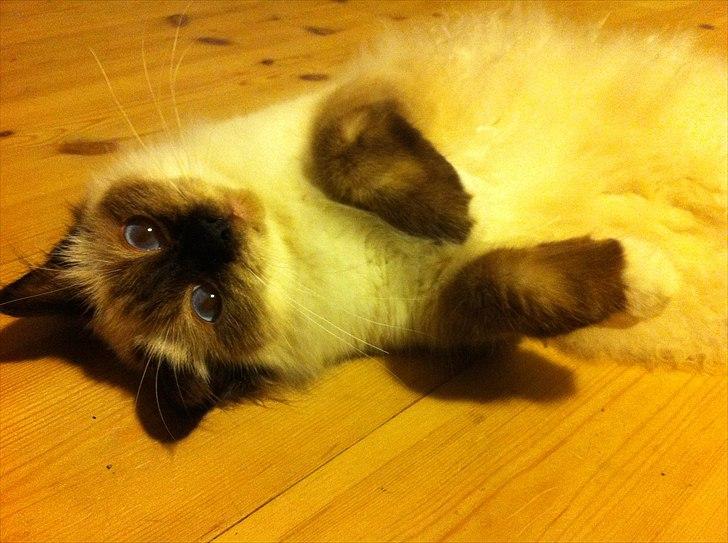 Hellig Birma Gaius Julius Caesar billede 12