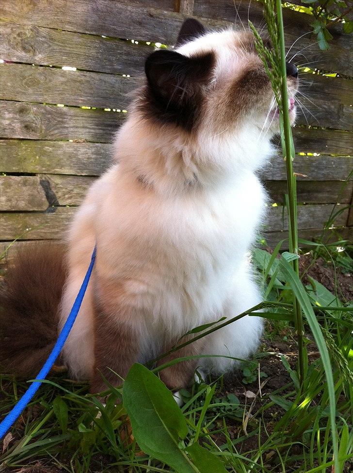 Hellig Birma Gaius Julius Caesar billede 13