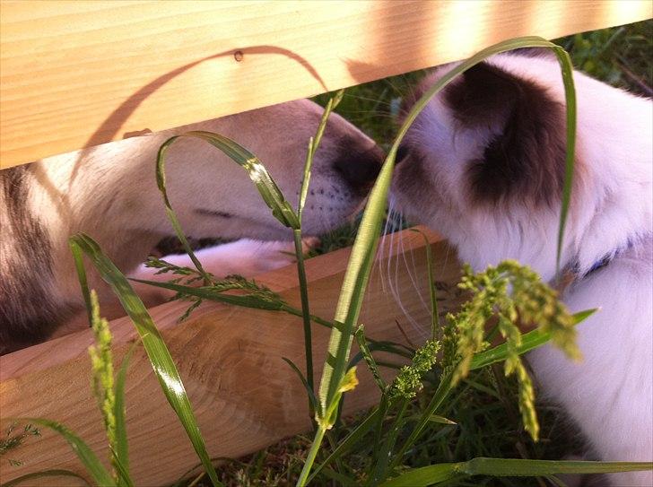 Hellig Birma Gaius Julius Caesar - snuser til nabohunden :) første gang manse ser en hund :) tager det meget køligt :)  billede 14