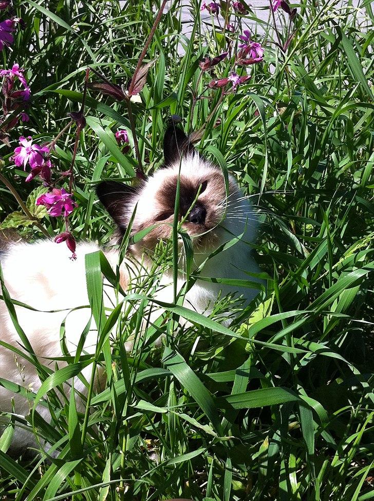 Hellig Birma Gaius Julius Caesar billede 15