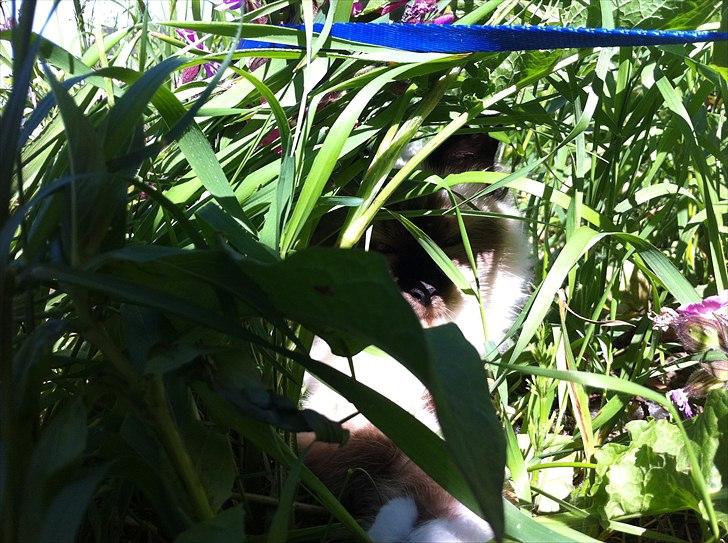 Hellig Birma Gaius Julius Caesar - gemmer sig under mor's ukrudt :D min undskyldning for at min have skal være tilgroet som en "eng" :) - misserne elsker at gemme sig i det:) billede 16