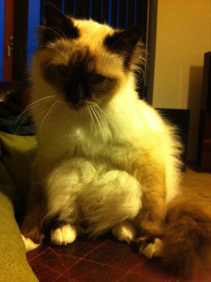 Hellig Birma Gaius Julius Caesar - hvorfor sidder du sådan manse ?:) billede 17