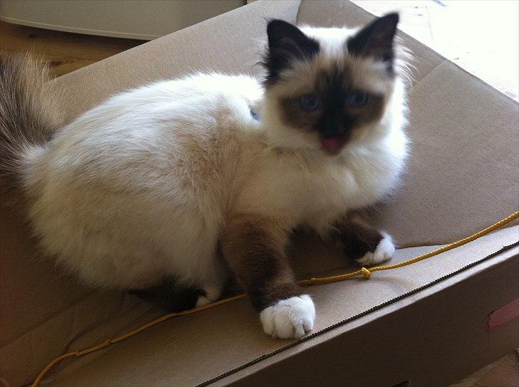 Hellig Birma Gaius Julius Caesar - papkassen :) billede 18