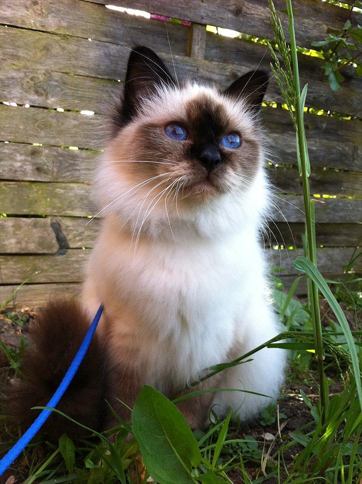 Hellig Birma Gaius Julius Caesar - synes selv det er et godt billede :) min lille prins 9 måneder gl. :) billede 1