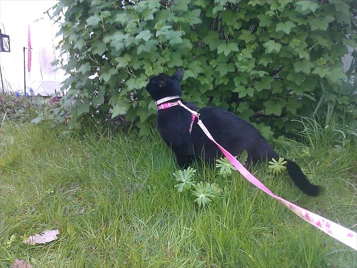 Huskat Molly - April 2011.. Molly første gang ude i min mors have.. billede 4