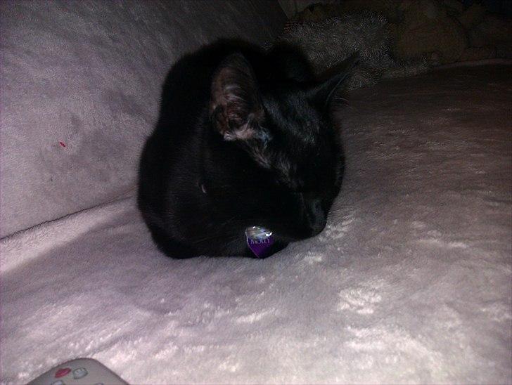 Huskat Molly billede 12