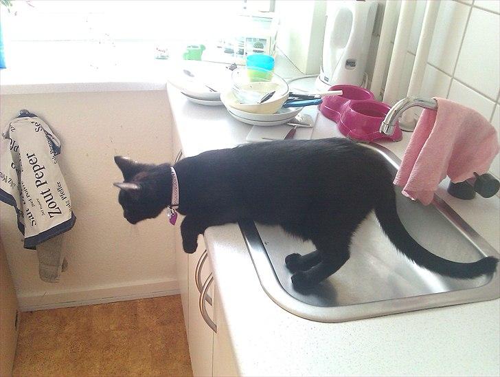 Huskat Molly - Molly kigger marsvin :P billede 7