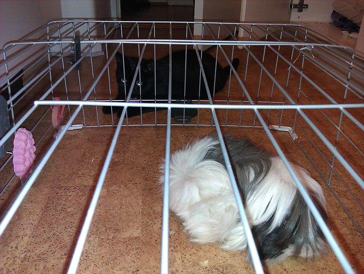 Huskat Molly - Sådan ser det ud når jeg gør rent ved mine marsvin og Molly holder øje med dem imens (: billede 5