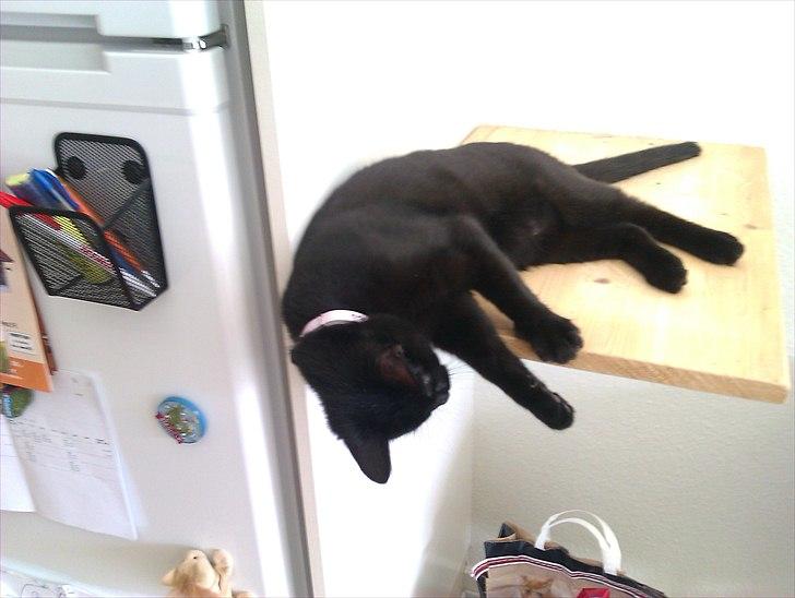 Huskat Molly - Mollys yndlingsbeskæftigelse (: billede 6