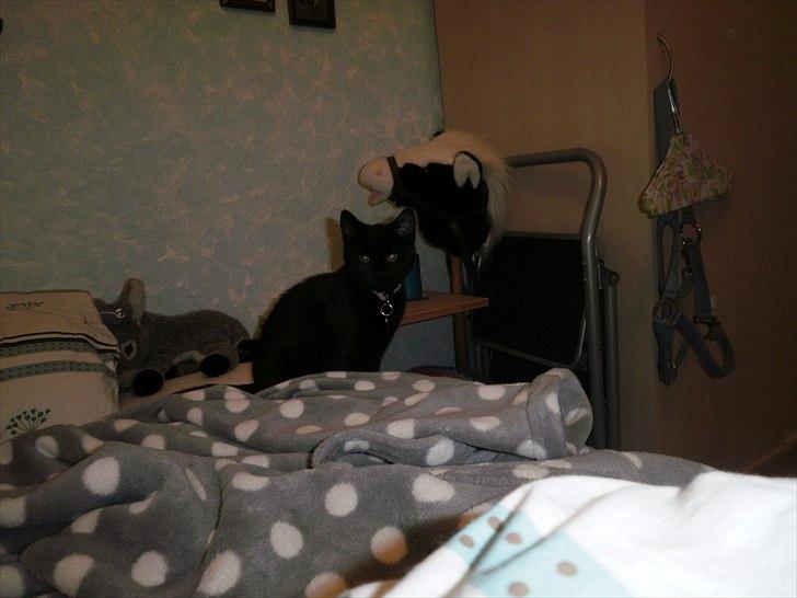 Huskat Molly billede 9