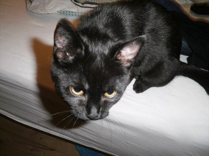 Huskat Molly billede 1