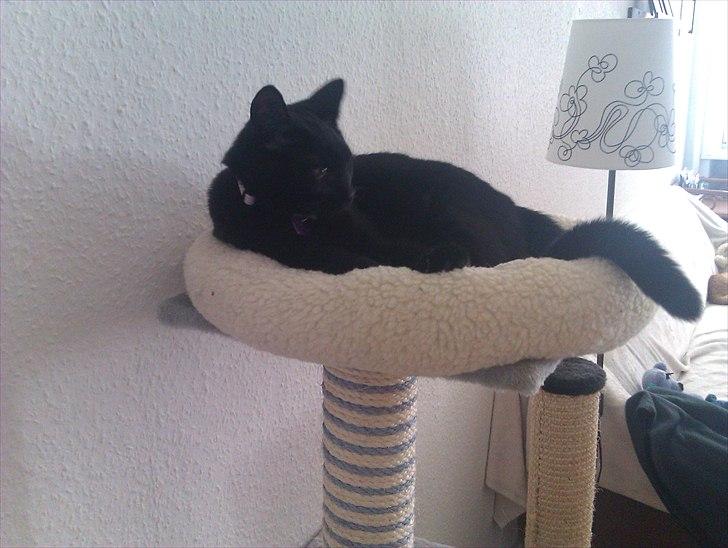 Huskat Molly - Juni 2011 billede 2