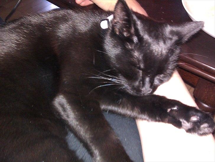 Huskat Molly - Sover på sin mooooar (mig) (: Juni 2011 billede 8