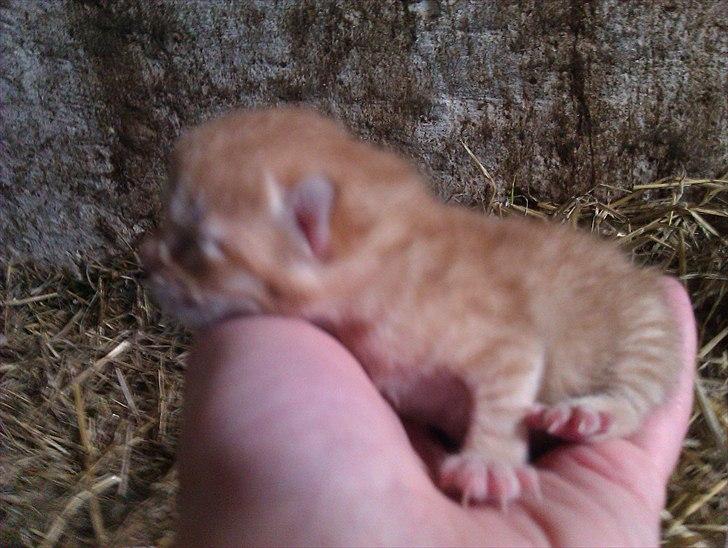 Huskat Gulliver *Sov godt, Skat* - Knap 1 døgn gammel.. marts 2011 billede 7