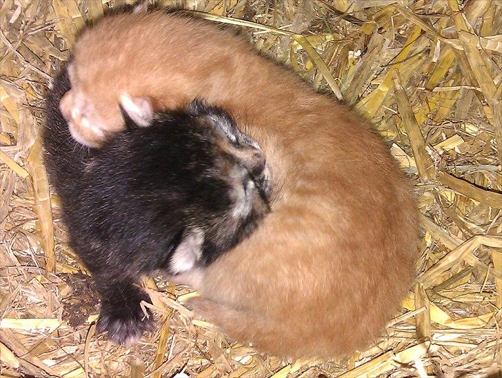 Huskat Gulliver *Sov godt, Skat* - Gulliver og hans søster, som desværre døde 1 måned gammel.. marts 2011 billede 8