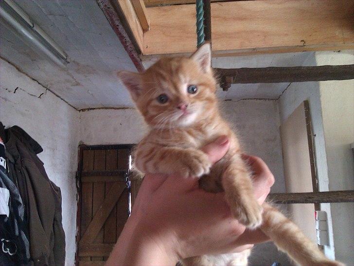 Huskat Gulliver *Sov godt, Skat* - ca. 2 måneder gammel.. maj 2011 billede 12