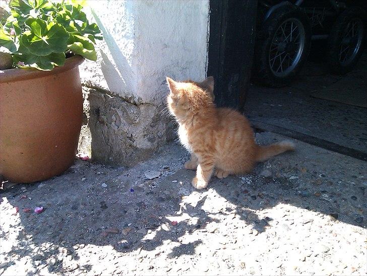 Huskat Gulliver *Sov godt, Skat* - Udenfor.. maj 2011 billede 13