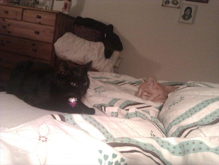 Huskat Gulliver *Sov godt, Skat* - Gulliver sammen med sin "storesøster".. juni 2011 billede 5