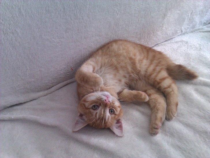 Huskat Gulliver *Sov godt, Skat* - Sååå dejlig (: Juni 2011 billede 1