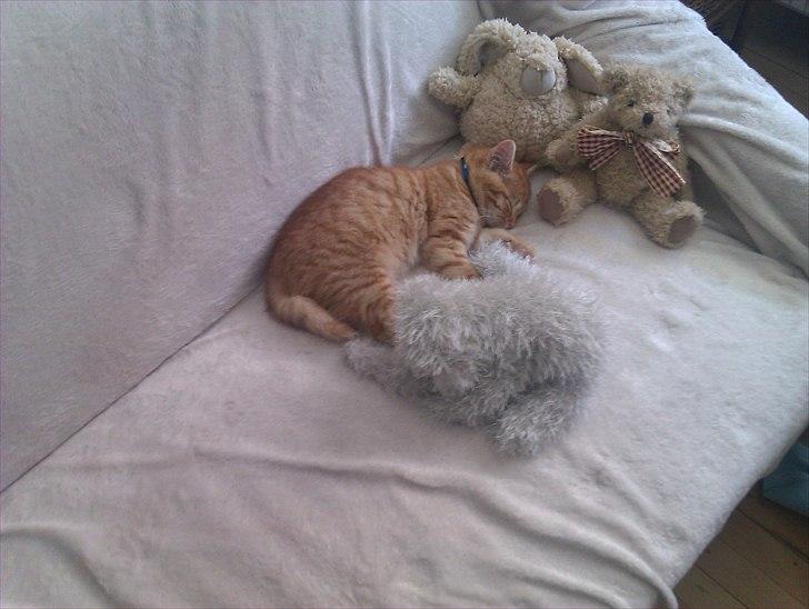 Huskat Gulliver *Sov godt, Skat* - 2. aften hjemme.. juni 2011 billede 4