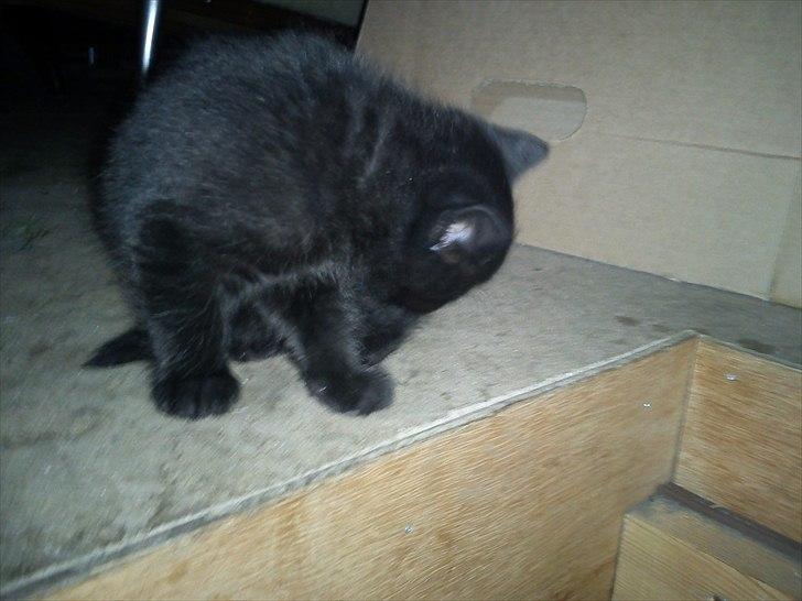 Huskat Molly - Baby (: billede 13