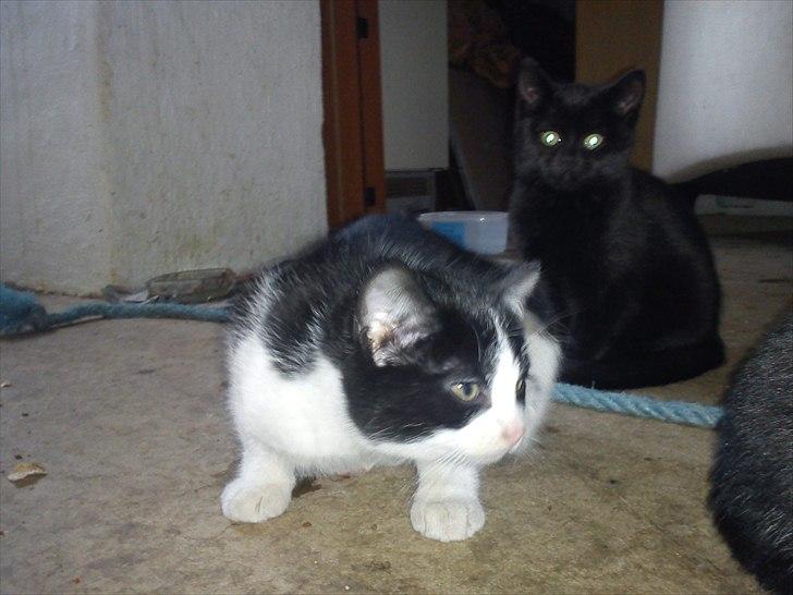 Huskat Molly - Molly med sin bror (: billede 14