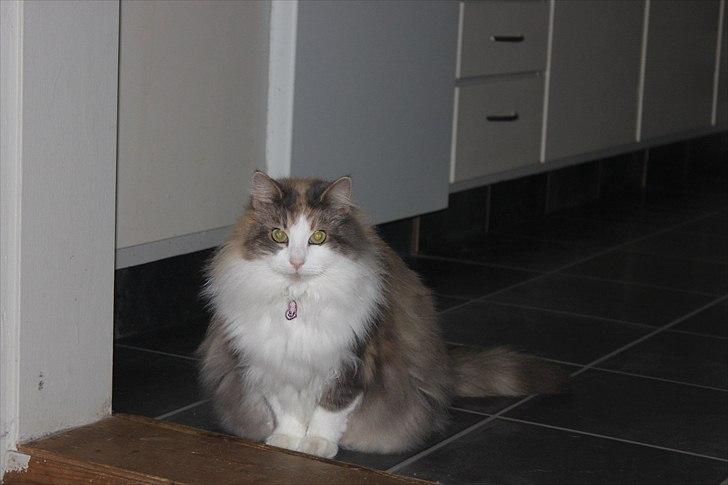 Sibirisk Kat Gumse billede 1