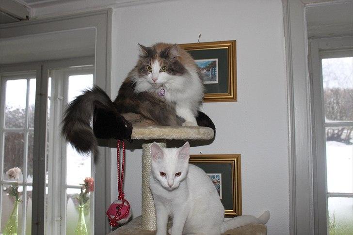 Sibirisk Kat Gumse billede 2