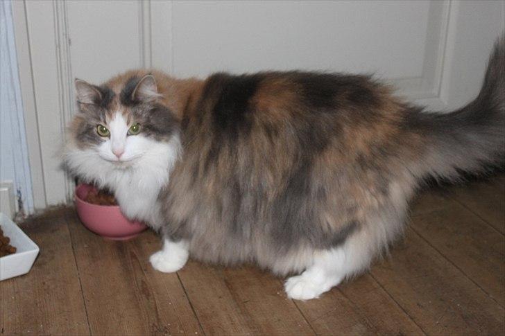 Sibirisk Kat Gumse billede 3