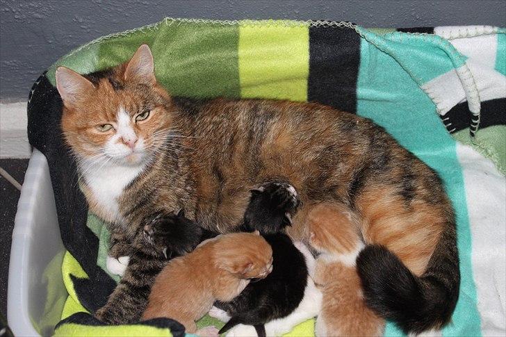 Huskat O's Grisling <3  billede 7